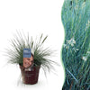 Green boutiQ - Siergrassen - Festuca glauca Intense Blue- Blauw - 1 Plant - Groenblijvend - Winterhard - Pot 17cm Hoogte 50cm