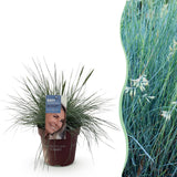 Green boutiQ - Siergrassen - Festuca glauca Intense Blue- Blauw - 1 Plant - Groenblijvend - Winterhard - Pot 17cm Hoogte 50cm