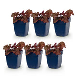 Green boutiQ - Vasteplant - Heuchera micr. Palace Purple - Purperklokje - Schaduw - Paars - 6 Planten - Pot 11cm - Hoogte 15-25cm