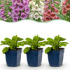 Green boutiQ - Vasteplant - Digitalis Tricolour - Vingerhoedskruid - Schaduw - Roze - Paars - Wit - 24 Planten - Pot 11cm - Hoogte 15-25cm