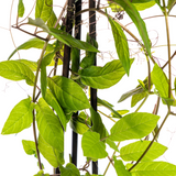 4x Cobea Scandens Violet Blue Ø13 cm - ↕60 cm