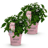 Green boutiQ - Tuinplant - Hydrangea panniculata Groundbreaker Blush - Pluimhortensia - Winterhard - Roze - 2 Planten - Pot 14cm - Hoogte 20-25cm