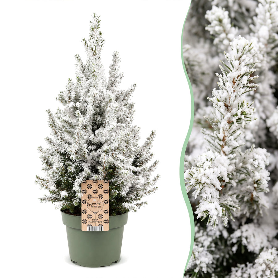 Kegelspar kerstboom besneeuwd – Pot Ø19 cm · 65 cm hoog