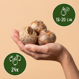 Keizerskroonbollen Imperialis mix — gemengde keizerskronen, 24 stuks (maat 18/20)