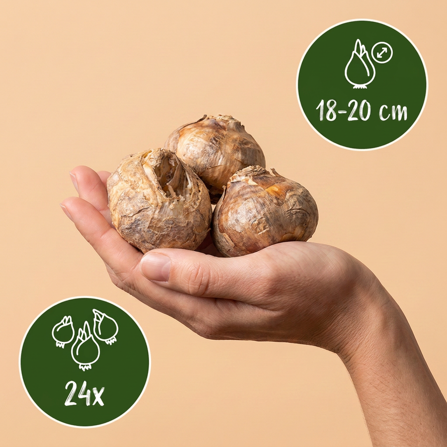 Keizerskroonbollen Imperialis mix — gemengde keizerskronen, 24 stuks (bolmaat 18/20)