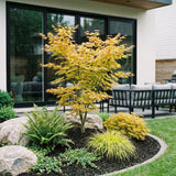 Green boutiQ - Tuinplant - Acer palmatum Orange Dream - Japanse Esdoorn - Bladverliezend - Oranje - 1 - Pot 26cm - Hoogte 90cm