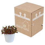 Peperomia graveolens - in witte pot