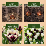 30x Tulipa Breakdance mix - Tulp Breakdance mix - Diversen - Voorjaarsbloeier - Bolmaat 11/12