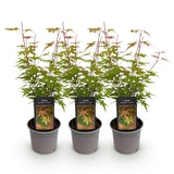 Green boutiQ - Tuinplant - Acer palmatum Phoenix - Roze - 3 Planten - Bladverliezend - Weinig Onderhoud - Pot 12cm Hoogte 35cm