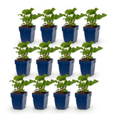 Green boutiQ - Vasteplant - Persicaria Tricolour - Duizendknoop - Schaduw - Rood - Roze - Wit - 12 Planten - Pot 11cm - Hoogte 15-25cm