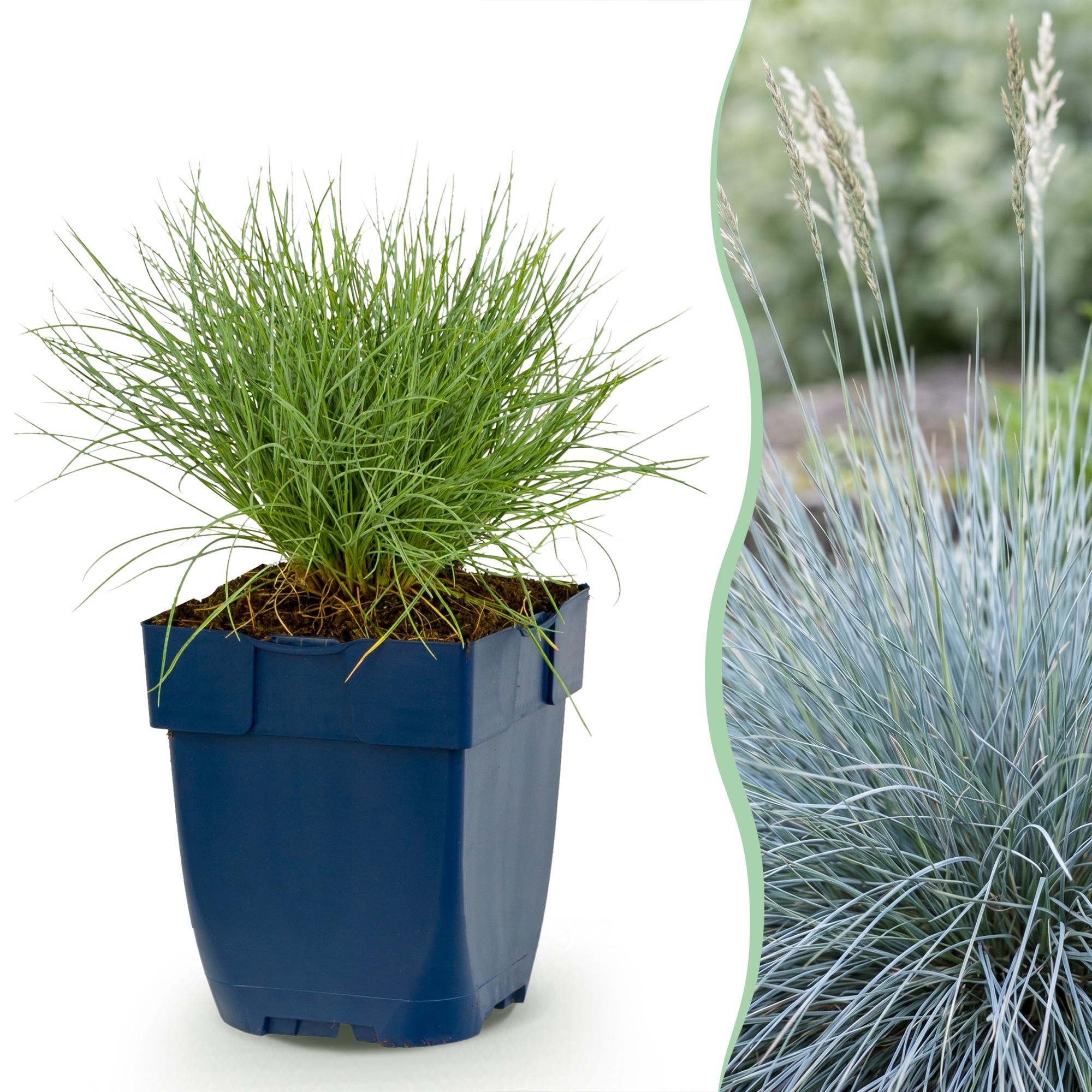 Green boutiQ - Vasteplant - Festuca glauca - Blauwgras - Groenblijvend - Blauw - 6 Planten - Pot 11cm - Hoogte 15-25cm