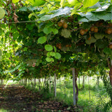 Green boutiQ - Fruitplant - Actinidia deliciosa Jenny - Kiwiplant - Zelfbestuivend - Groene Vrucht - 2 Planten - Pot 15cm - Hoogte 50cm