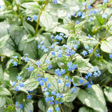 24x Brunnera macr. 'Jack Frost' - ↕10-25cm - Ø9cm
