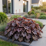 Green boutiQ - Vasteplant - Heuchera micr. Palace Purple - Purperklokje - Schaduw - Paars - 1 Plant - Pot 11cm - Hoogte 15-25cm
