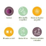 Green boutiQ - Bloembollen - Allium Miami - Kleur Paars - 15 stuks - Bolmaat 10/11 - XXL Pack