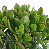 Crassula minova 17cm