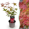Green boutiQ - Tuinplant - Acer palmatum Beni-maiko - Rood - 1 Plant - Bladverliezend - Weinig Onderhoud - Pot 12cm Hoogte 35cm