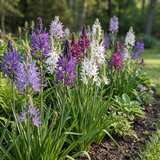 10x Camassia Leichtlinii Mix - Grote camas - Blauw en Wit - Zomerbloeier - Bolmaat 12/14