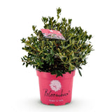 Green boutiQ - Dwerg Rhododendron - Rhododendron Bloombux Magenta - Bloeiende Buxus - Weinig Onderhoud - Roze Bloem - 1 Plant - Pot 23cm - Hoogte 45-55cm