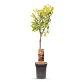 Green boutiQ - Fruitboom - Prunus domestica Victoria - Appelboom - Winterhard - Roze-Oranje Appel - 1 Plant - Pot 21cm - Hoogte 90cm