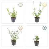 48x Verbena bonariensis - ↕10-25cm - Ø9cm