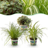 Green boutiQ - Kamerplant - Cyperus - Calissia - Chlorophytum - Mix van 3 - Huisdiervriendelijke Planten - Groen - 3 Planten - Pot 12cm - Hoogte 20cm