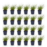 Green boutiQ - Grassen - Panicum virg. Northwind - Prairiegraan - Met Pluim - Groen - 24 Planten - Pot 11cm - Hoogte 15-25cm