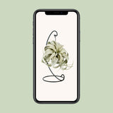 Tillandsia King Xero - Ø12cm - ↕23cm