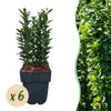 Green boutiQ - Haagplanten - Euonymus japonica Green Spire -blad groen - 6 planten - 1 strekkende meter - groenblijvend - pot 17cm hoogte 40cm