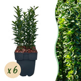 Green boutiQ - Haagplanten - Euonymus japonica Green Spire -blad groen - 6 planten - 1 strekkende meter - groenblijvend - pot 17cm hoogte 40cm