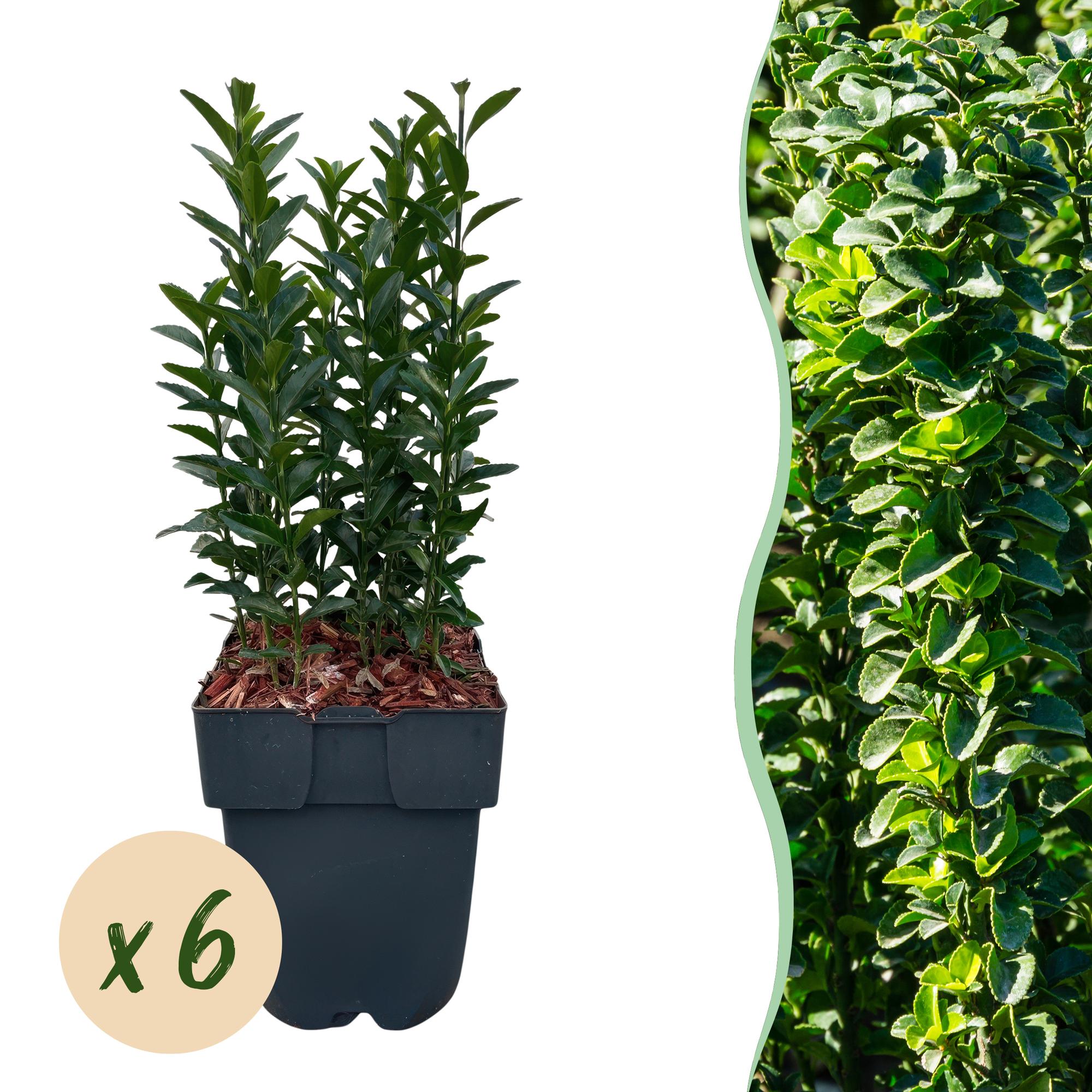 Green boutiQ - Haagplanten - Euonymus japonica Green Spire -blad groen - 6 planten - 1 strekkende meter - groenblijvend - pot 17cm hoogte 40cm