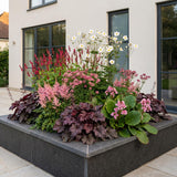 Green boutiQ - Vasteplant - Borderpakket - Schaduw - Diversen - Soorten en kleuren - 6 Planten - Pot 11cm - Hoogte 15-25cm