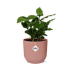 Coffea Arabica in ELHO Vibes Fold 14cm roze
