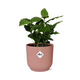 Coffea Arabica in ELHO Vibes Fold 14cm roze