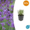 60x Lavandula ang. 'Munstead' - ↕10-25cm - Ø9cm