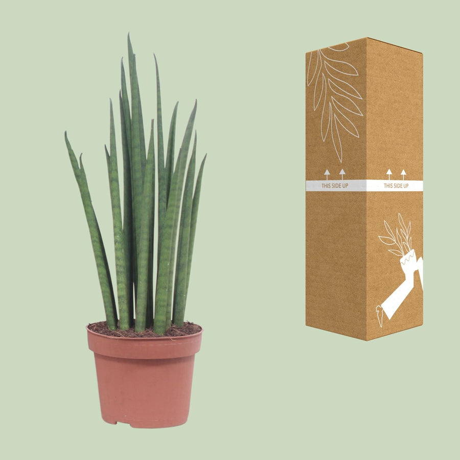 Sansevieria Mikado – Pot Ø12 cm · 40 cm hoog (foto 3)