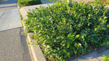 48x Euonymus fort. 'Coloratus' - ↕10-25cm - Ø9cm