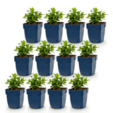 Green boutiQ - Vasteplant - Hypericum calycinum - Sint-Janskruid - Bijen- en vlinderlokkers - Geel - 12 Planten - Pot 11cm - Hoogte 15-25cm