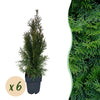 Green boutiQ - Haagplanten - Thuja occidentalis Smaragd - blad groen - 6 planten - 1 strekkende meter - groenblijvend - pot 17cm hoogte 60cm