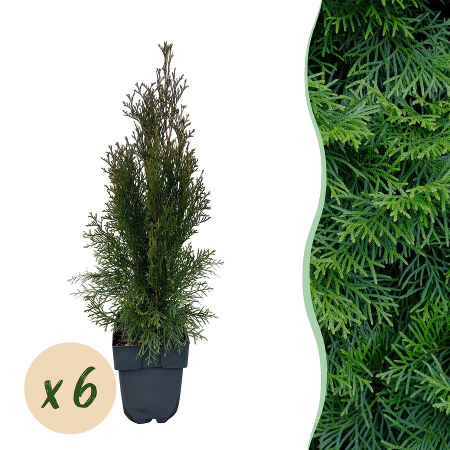Thuja occidentalis Smaragd — Levensboomhaag, 6 planten (1 strekkende meter), 60 cm