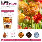 Tulpenbollen Gudoshnik Double — geel-oranje-rood, 20 stuks (maat 11/12)