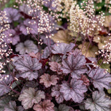 Green boutiQ - Vasteplant - Heuchera micr. Palace Purple - Purperklokje - Schaduw - Paars - 6 Planten - Pot 11cm - Hoogte 15-25cm