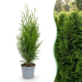 Green boutiQ - 16x Thuja occidentalis Smaragd - Levensboom - Haagplanten - Groenblijvend - Groen - Pot 9cm - Hoogte 20-30cm