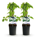 Green boutiQ - Klimplant - Clematis montana Grandiflora - Bloem Wit - Vroegbloeiend - Weinig onderhoud -2 planten -Pot 11cm Hoogte 40cm
