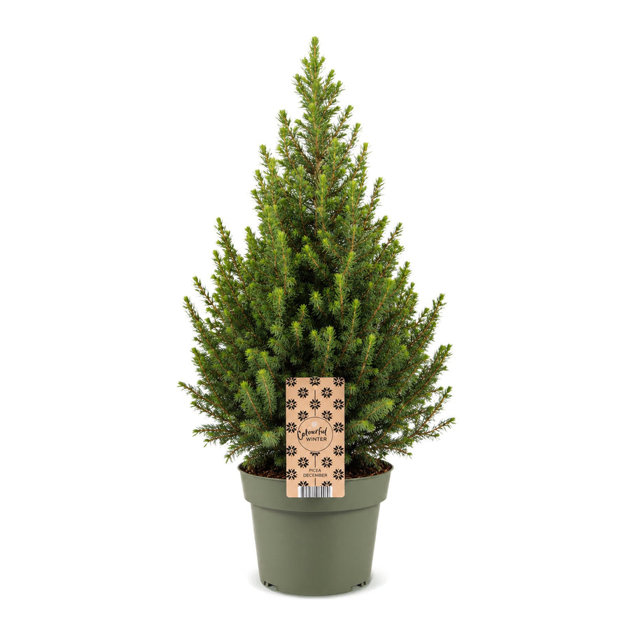Kegelspar kerstboom – Pot Ø19 cm · 65 cm hoog (foto 2)
