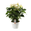 Anthurium White Champion 21cm - Ø21cm - ↕65cm