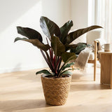 Green boutiQ - Kamerplant - Philodendron - Philodendron Imperial Red - Rood - Weinig onderhoud - 1 Plant - met Mand - Pot 19cm - Hoogte 60cm