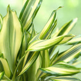 Green BoutiQ - Green is... Kamerplanten - Dracaena fragrans Diamond Dream - Drakenbloedboom - Weinig onderhoud - Groen - 2 Planten - Pot 17cm - Hoogte 50-55cm