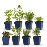Green boutiQ - Vasteplant - Borderpakket - Geurend - Diversen - Soorten en kleuren - 6 Planten - Pot 11cm - Hoogte 15-25cm