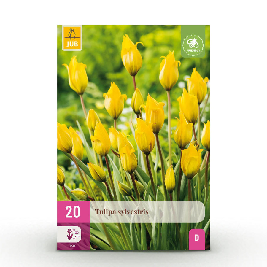 Tulpenbollen Sylvestris — geel, 20 stuks (bolmaat 5/6)